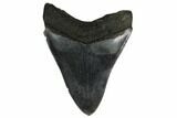 Fossil Megalodon Tooth - South Carolina #164965-1